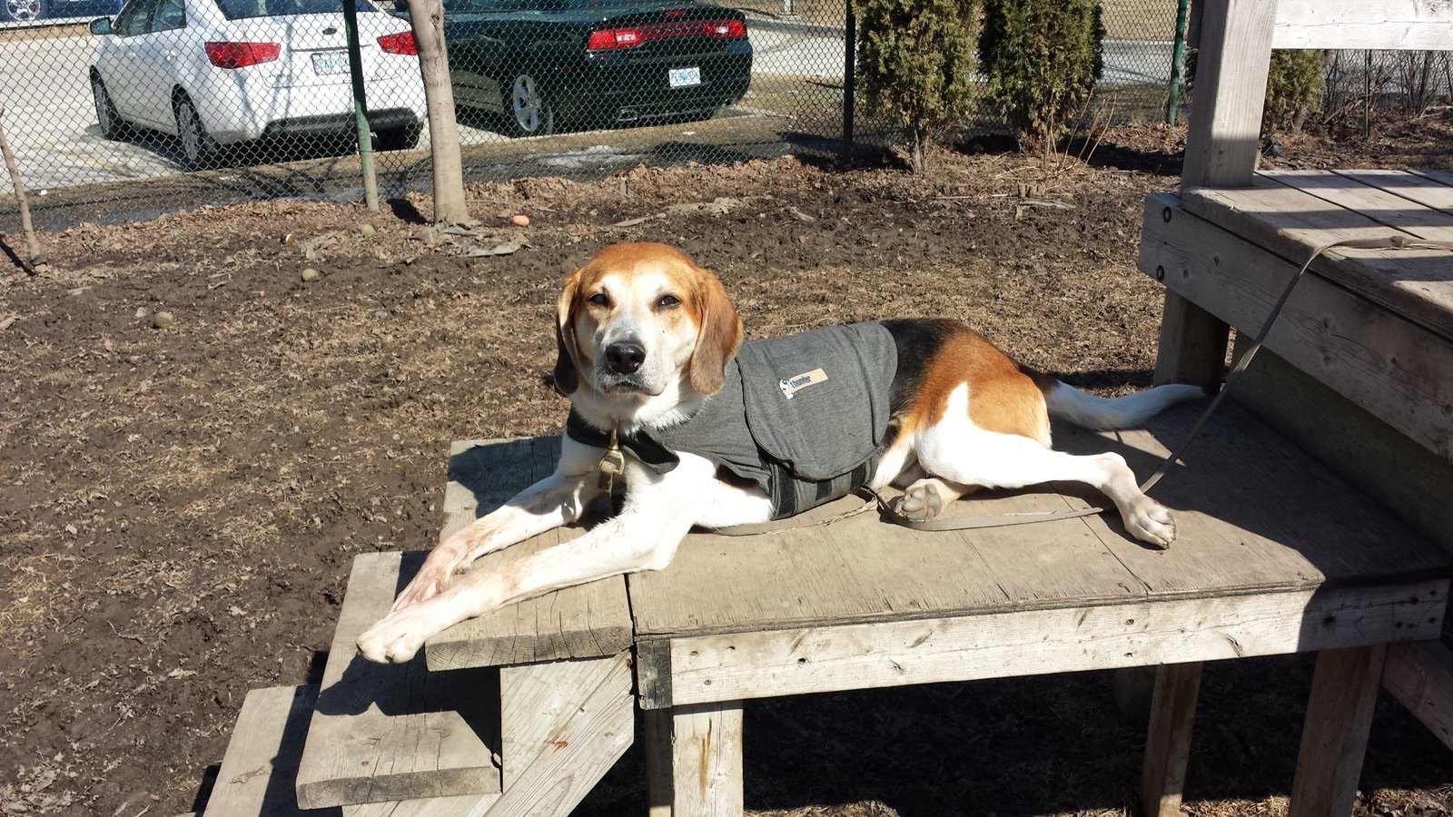 Hound mix wearing a ThunderShirt resting on a wooden play structure in the enrichment yard