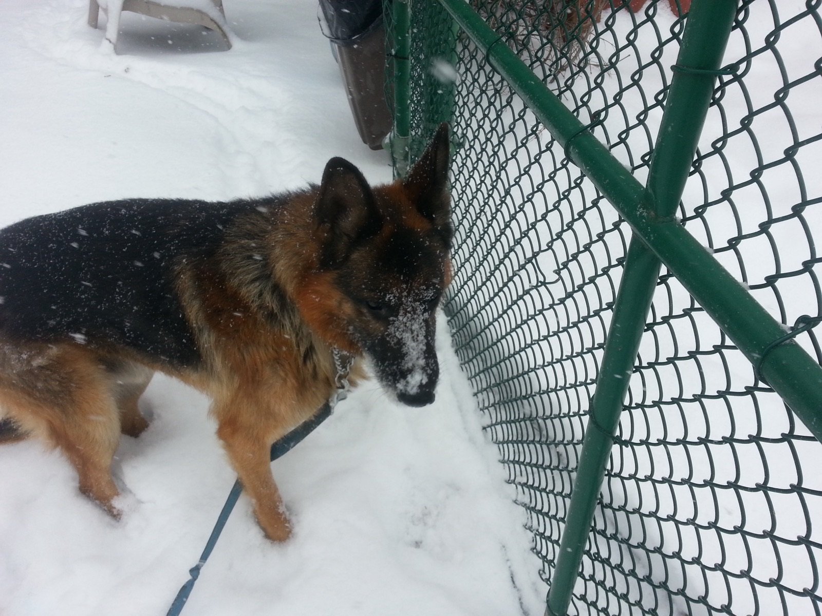 Raki, an older German Shepherd, with snow on his muzzle during a winter walk